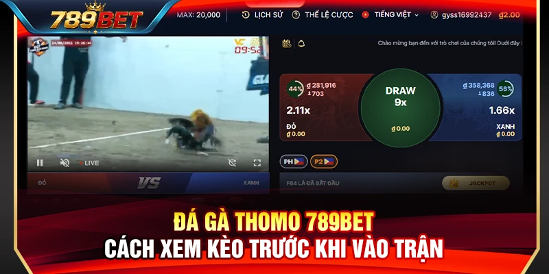 Đá Gà Thomo 789BET – Cách Xem Kèo Trước Khi Vào Trận